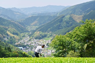 茶叶飘香