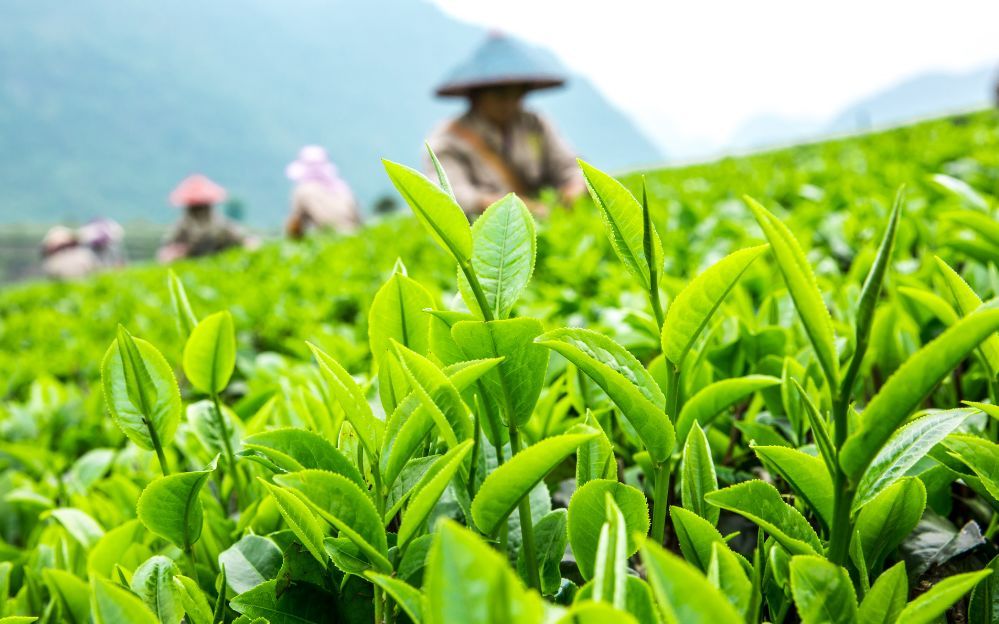 【茗边聚焦·金榜茗录】山环水润 茶乡英德