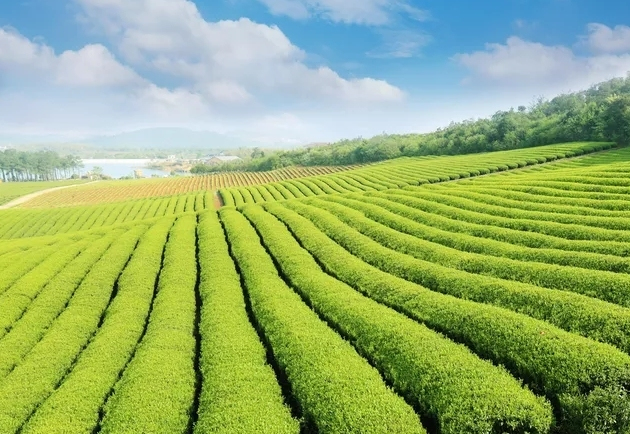 一片茶叶的旅行|茶业与旅游业的融合_旅游_网